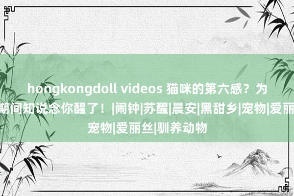 hongkongdoll videos 猫咪的第六感？为何总能第一期间知说念你醒了！|闹钟|苏醒|晨安|黑甜乡|宠物|爱丽丝|驯养动物